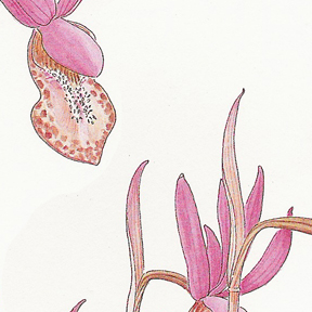 Vorobik Calypso bulbosa image, detail of watercolor with pen and ink